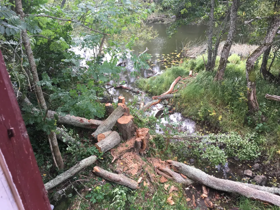 Arborist som arbetar i ett träd