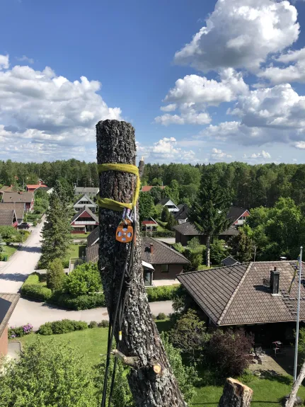 Stående bild av trädfällning
