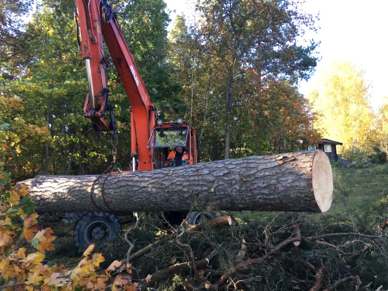 En arborist klättrar i ett träd