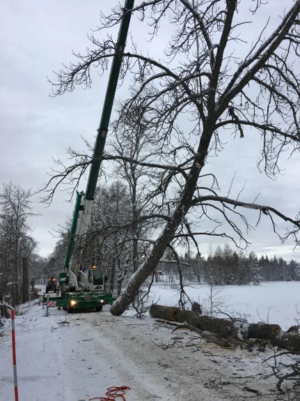 Stående bild av en hög med stockar