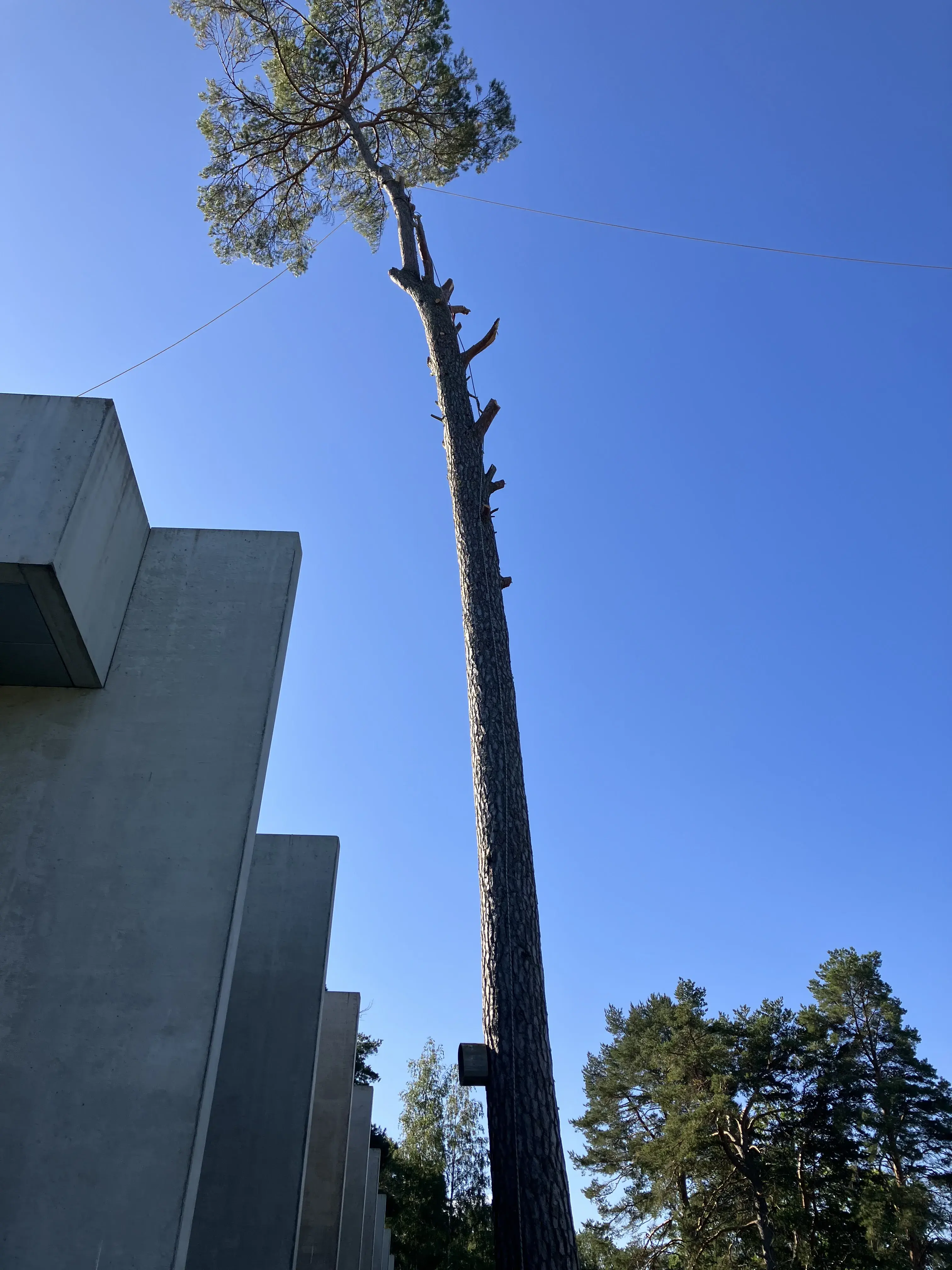 Landskapsbild av arborist i arbete